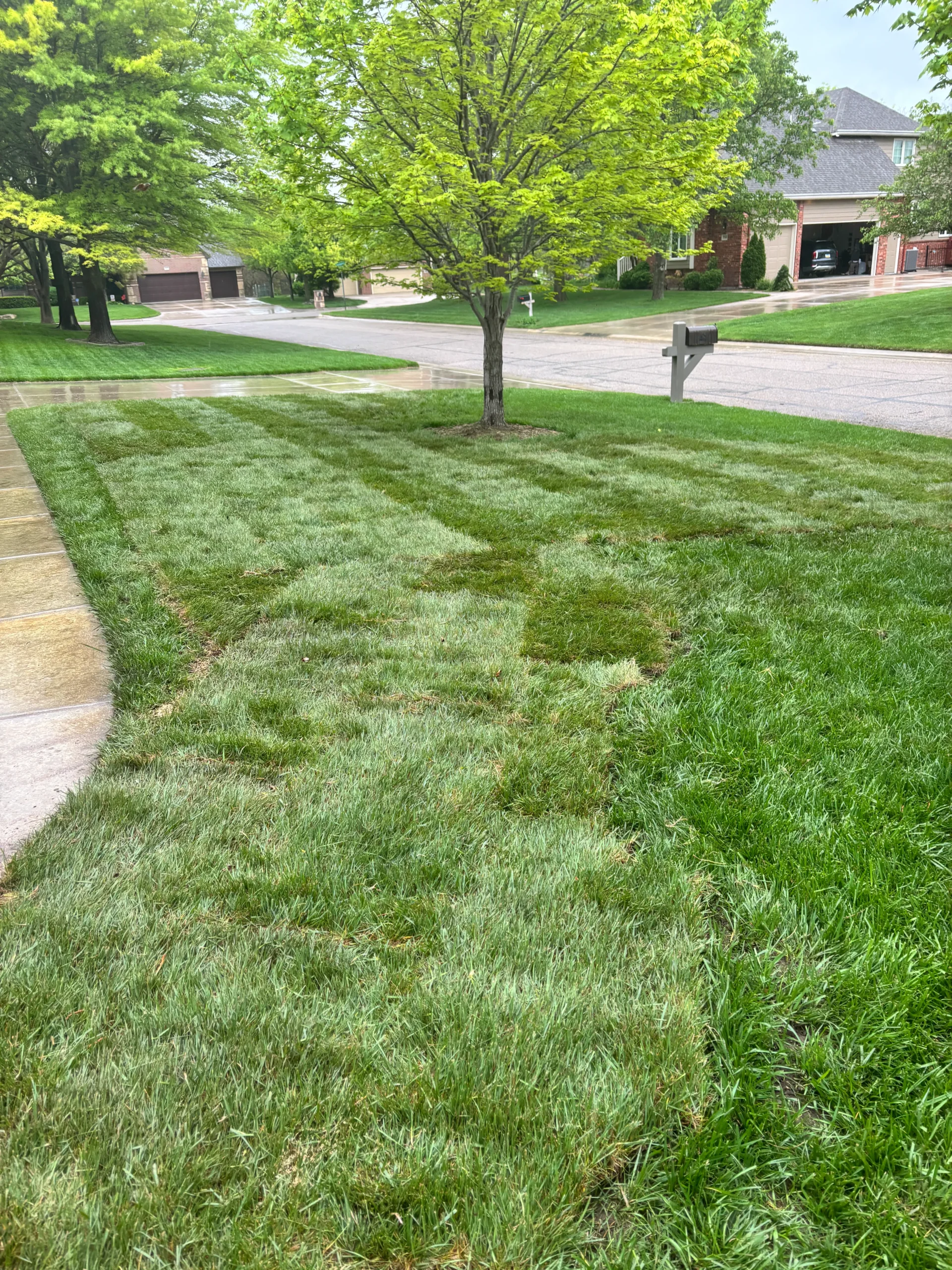 Suburban front yard with a lush green lawn, a central tree, and a wet street in the background between houses and driveways.